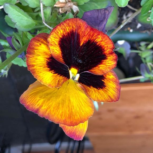 Meet your Posher, Justine - Picture 1 of 1